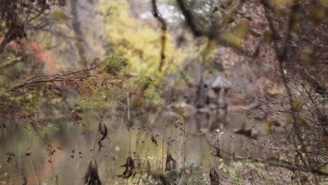 Hintergrundaufnahme-Eines-Teiches,-Wagner-Cove-Im-Central-Park,-New-York-City