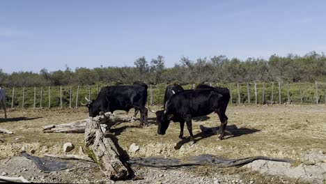 Black-large-stocky-oxen-with-big-horns-run-along-the-water