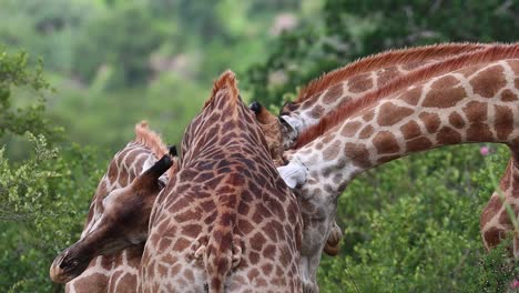 a medium close-up of four male giraffes gently necking with one another, kruger national park