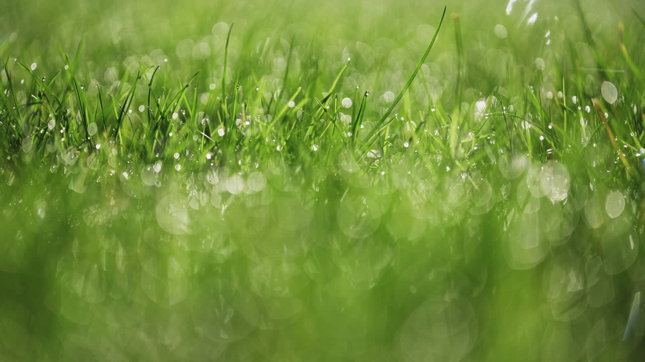 Macro shot of dew on grass