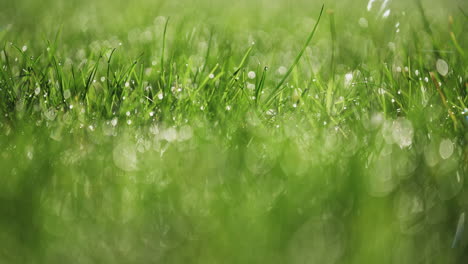 macro tir de rosée sur l'herbe