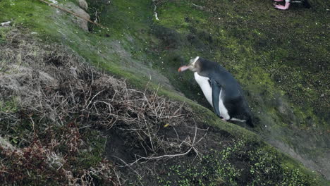 Pingüino-De-Ojos-Amarillos-Subiendo-Al-Acantilado-Cubierto-De-Musgo-En-Katiki-Point-En-North-Otago,-Nueva-Zelanda