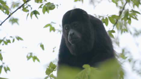 Close up video of a howler monkey in a tree in Costa Rica