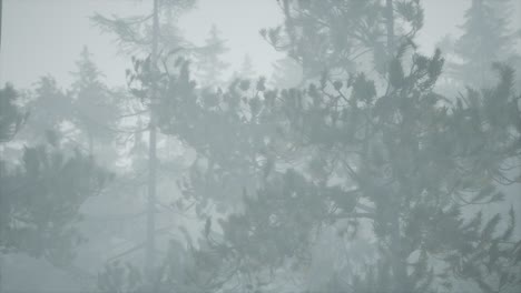 Bewölkter-Herbsttag-Im-Kiefernwald-Mit-Nebel