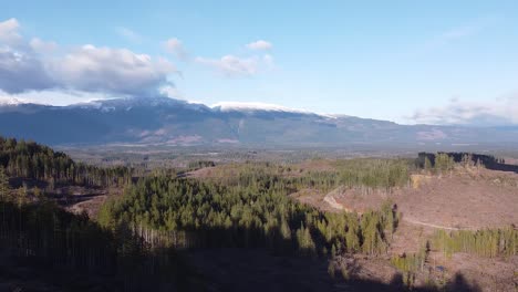 aerial view of logged forest of port alberni, vancouver island, canada