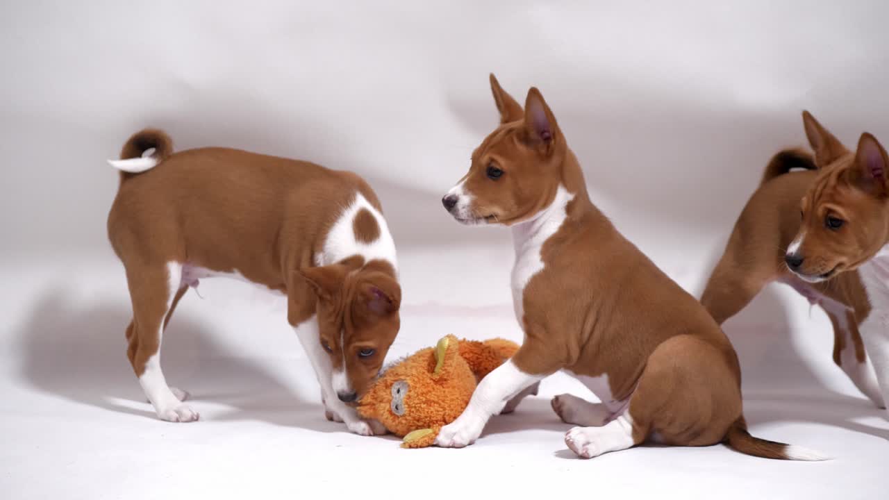 experimentar la camaradería lúdica entre un grupo de cachorros de basenji y un zorro de peluche en este adorable y conmovedor material de stock