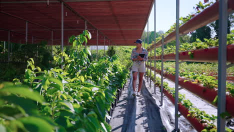 woman checking plants in a greenhouse