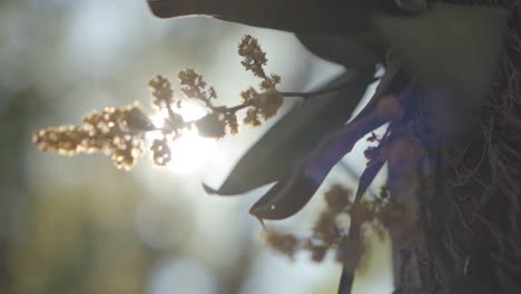 Una-Cautivadora-Especie-De-Orquídea-Bañada-Por-La-Luz-Del-Sol,-Con-El-Telón-De-Fondo-De-Una-Exuberante-Jungla