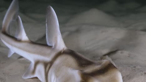 Port-Jackson-Shark-swimming-at-night-in-slow-motion-4k-Heterodontus-portusjacksoni