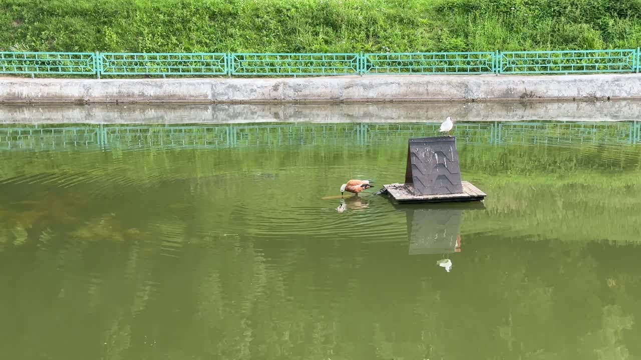Moms duck teaches her duckling to swim and dive (4K60)