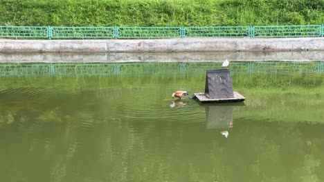 moms duck teaches her duckling to swim and dive (4k60)