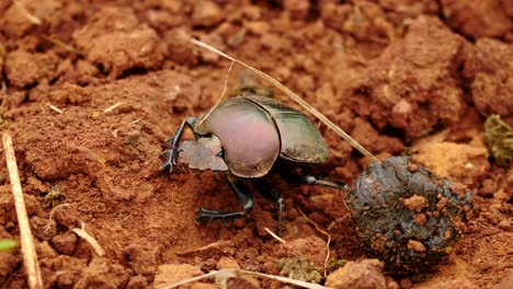 slow motion close up dung beetle crawling around in red sand dirt near animal droppings, then extends wings and flies away