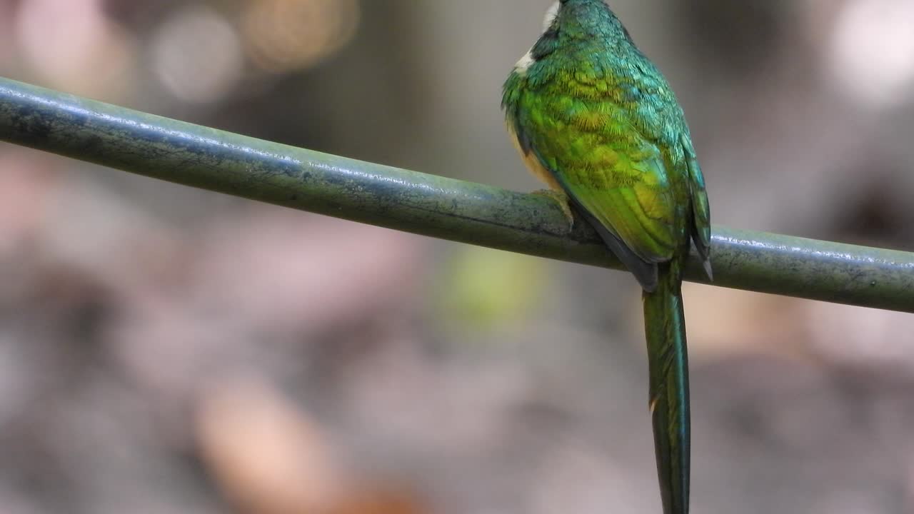 jacamar volando entre las ramas de los árboles en santa marta, colombia