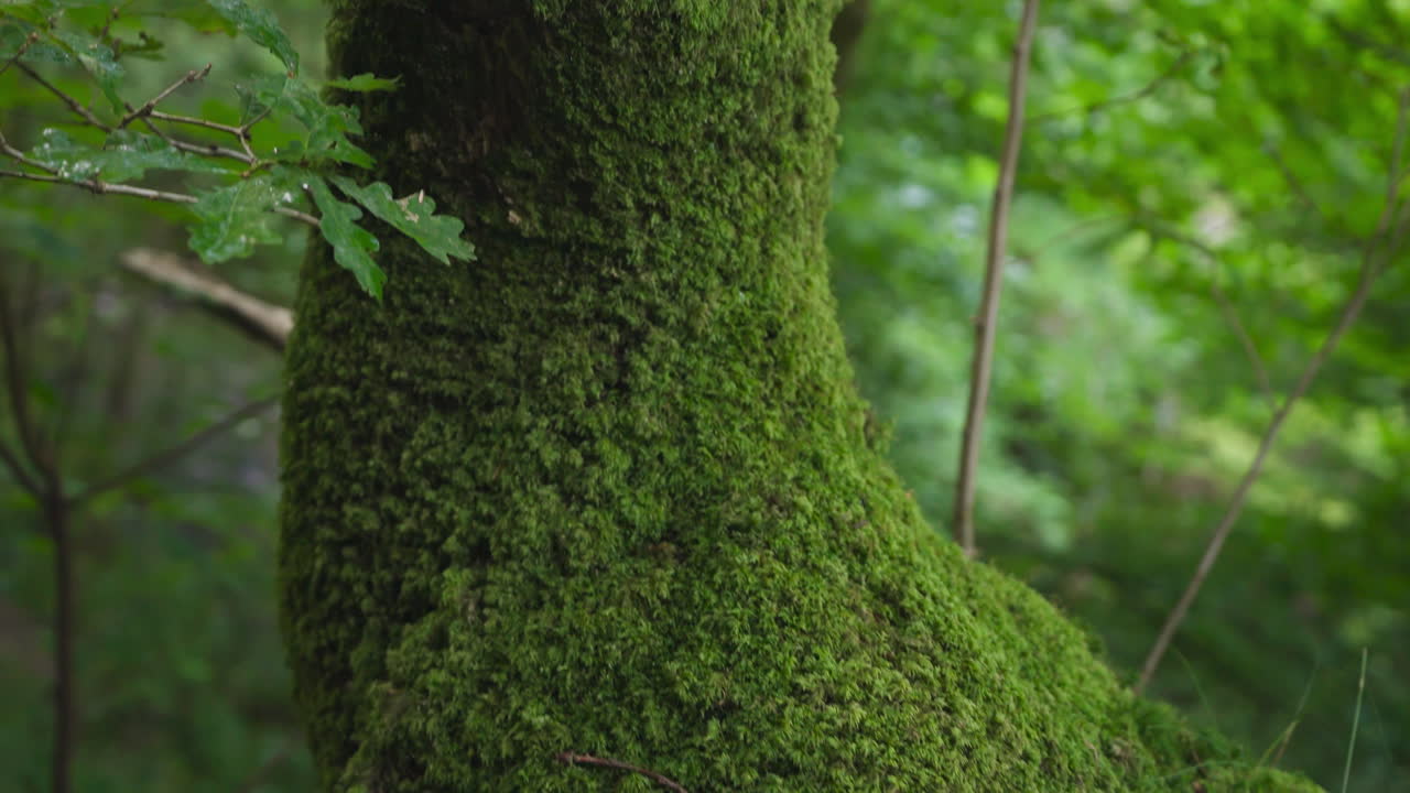 Handheld close up shot of tree with moss in the forest, exterior