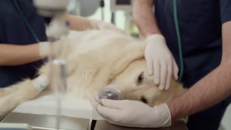 close up of doctor's anaesthetising the dog on the table.