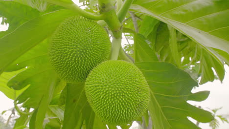 Tropical-exotic-Bread-Fruit