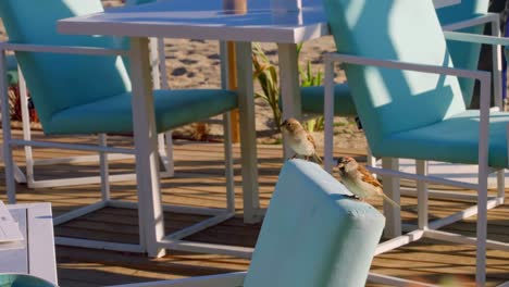 Gorriones-En-Un-Restaurante-De-Playa-Vacío