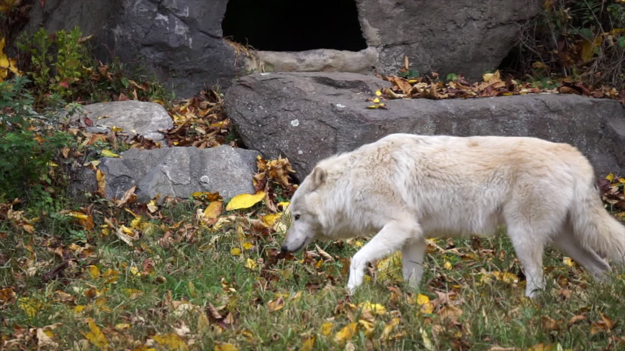 Southern Rocky Mountain Gray Wolf walks past cave opening amidst boulders and behind conifer tree