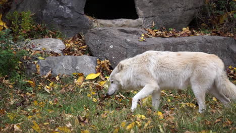 Southern-Rocky-Mountain-Gray-Wolf-walks-past-cave-opening-amidst-boulders-and-behind-conifer-tree