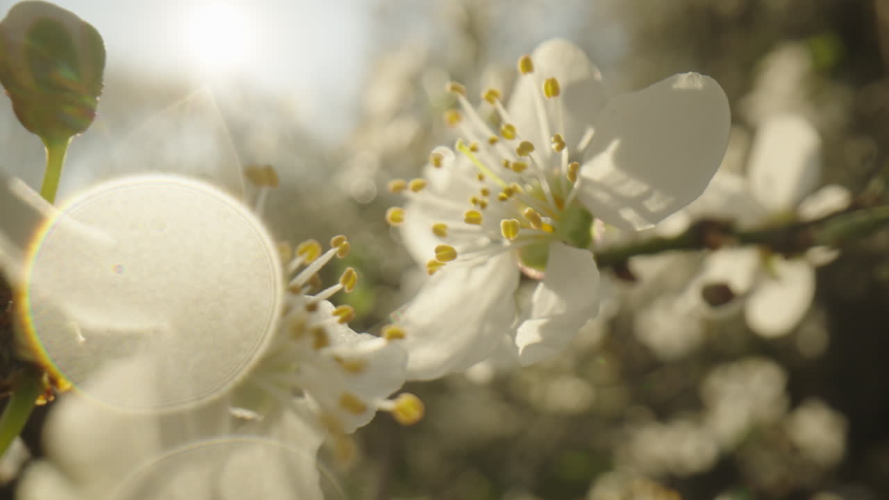 Spring Blossoms in Sunlight