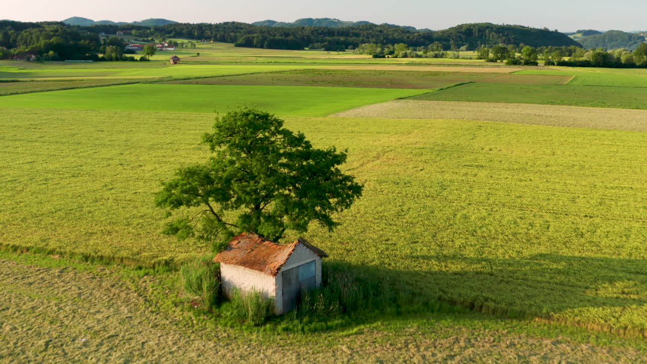 Suggestiva vista aerea di un paesaggio rurale con un fienile sotto un grande albero, circondato da campi e prati illuminati dal sole del mattino