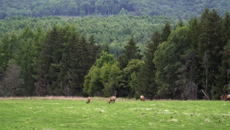 three bull elk grazing in a grassy meadow in the early evening with the evergreens and mountains in the background