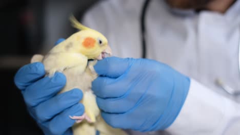 veterinarian examining a cockatiel