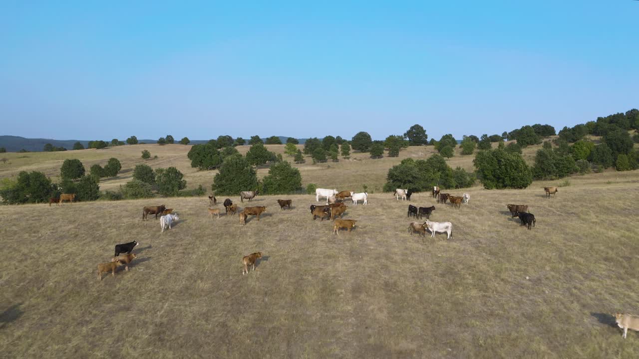 Veduta aerea di mucche allevate al pascolo che brucano in un allevamento di bestiame da carne