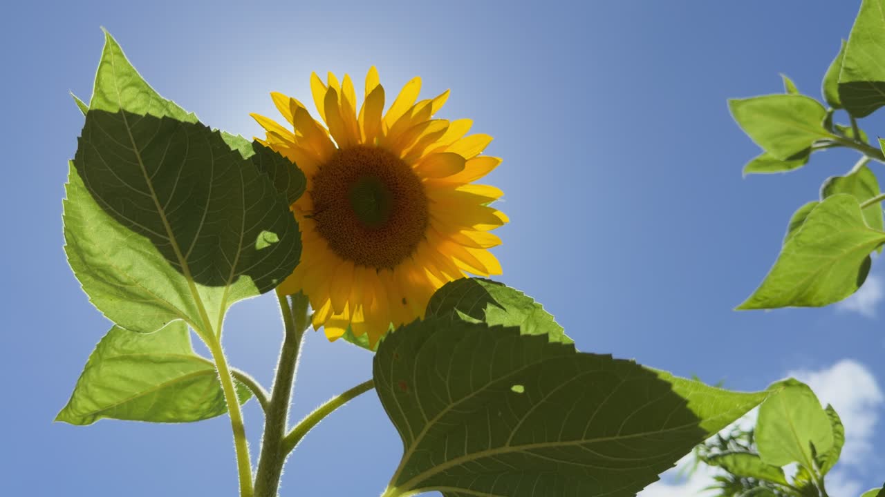 Yellow sunflowers in the garden