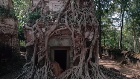 Wurzeln-Von-Angkor