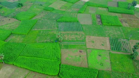 Vista-Aérea-De-Un-Dron-De-Un-Campo-Agrícola-De-Arroz-Y-Yute-En-Una-Aldea-Remota-De-Bengala-Occidental