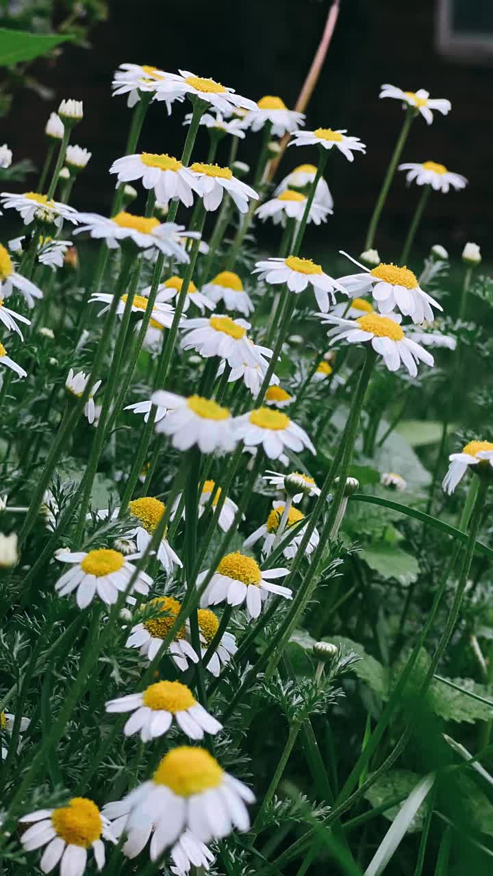 정원에 있는 흰색 데이지