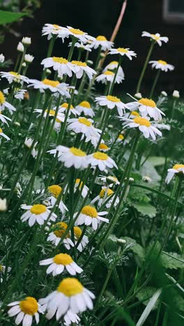 white daisies in a garden