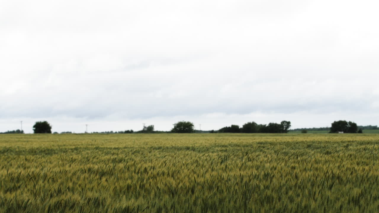 paisaje de un campo de trigo de tierras agrícolas de kansas en el verano con árboles distantes y cielo gris y nublado