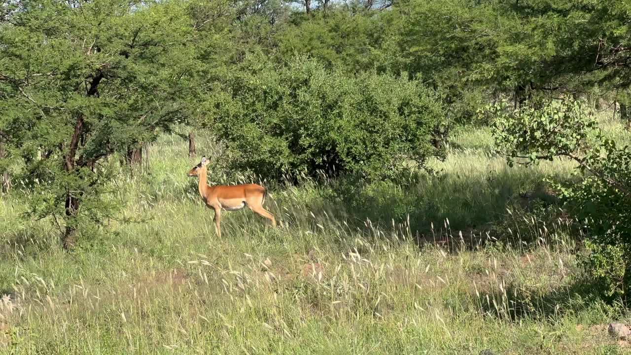 Impalas (Aepyceros melampus) in in Serengeti National Park in Tanzania.