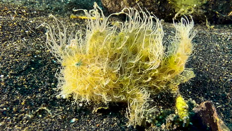 hairy frogfish with clearly visible spots and patches on skin performs small movements on black sand