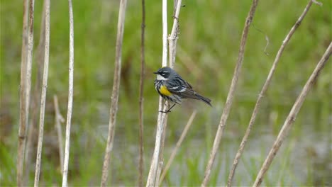 natural landscape of a little migratory yellow rumped warbler, setophaga coronata perching on a wooden stick searching for preys and launch off in a swamp environment in canada