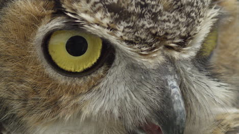 slow motion eyes blinking on great horned owl - macro close up