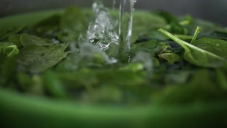 current of clear tap water falling between green leaves of baby spinach in plastic bowl while splashing all around, slow motion