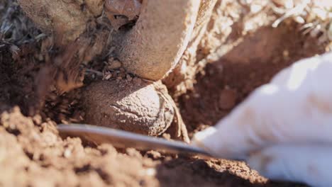usando una cuchara extraiga trufa negra de la raíz de un árbol en australia
