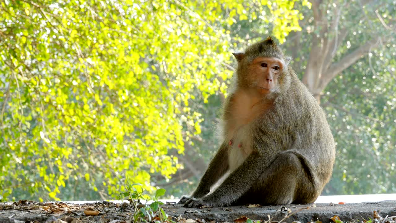 el mono se sienta cerca de la carretera en el parque nacional.
