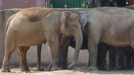 two elephants in a zoo