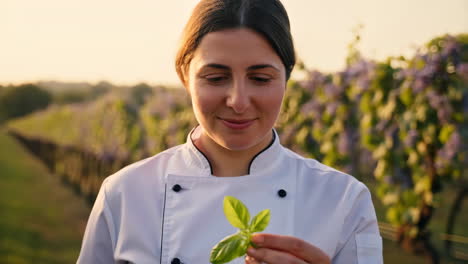 chef smelling fresh basil in a vineyard at sunset