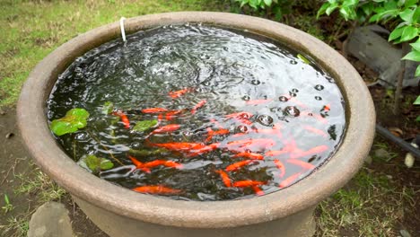 una fuente llena de peces naranjas en un templo budista en tokio, japón