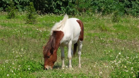 A-brown-and-white-horse-seen-grazing-at-a-grassland-during-a-windy-and-sunny-day-in-Muak-Klek,-Thailand