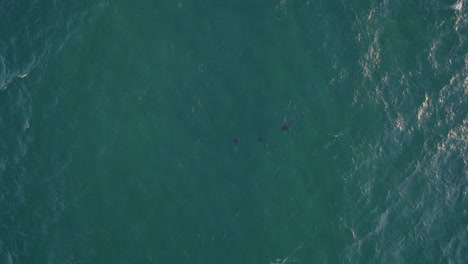 Scenic-View-Of-Peaceful-Blue-Ocean-With-Bottlenose-Dolphins-Swimming-In-Summertime