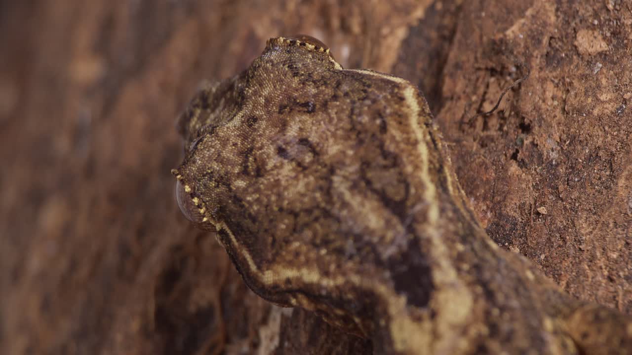 Extreme close-up from behind gecko's head, brilliant camouflage on wood