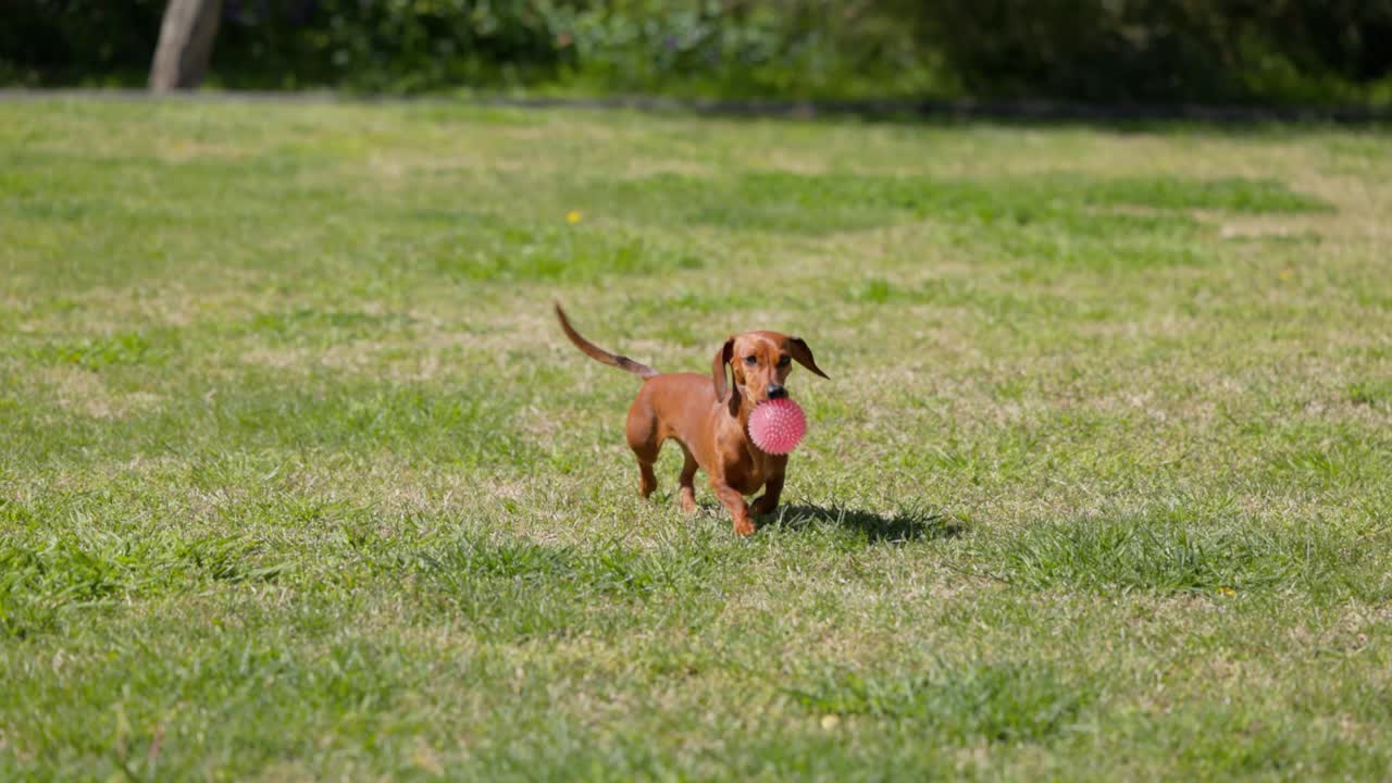 Dachshund playing with a ball on the grass