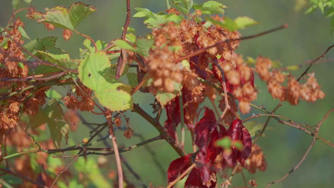 Red and green leaves of wild grapevines and hops contrast against a soft green background, capturing the essence of late autumn in nature. Parallax shot, bokeh background.