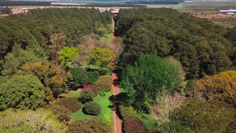 Aerial-reveal-of-a-forest-road,-garden-in-Corrientes,-Argentina,-plenty-of-green-vegetation,-grass,-plants-and-trees,-and-a-red-dirt-road-with-some-blooming-plants